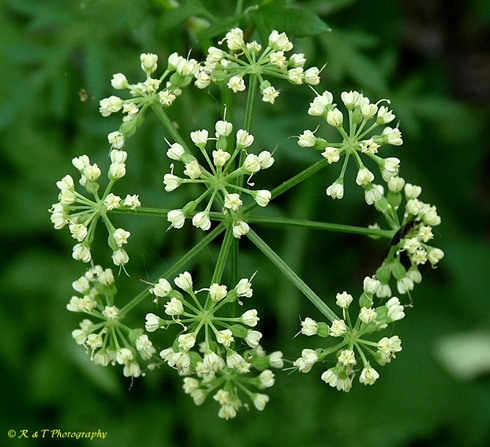 {Thaspium pinnatifidum}